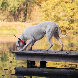 Nyakörv egy másik kutyához DOG GPS X25T narancs