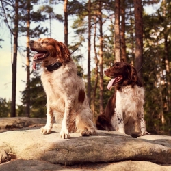 Műholdas GPS nyomkövető és kutyakiképző DOG GPS X30T Short